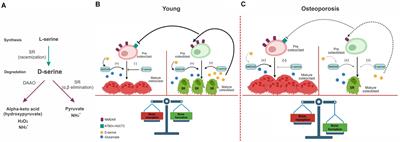 NMDA Receptor Hypofunction in the Aging-Associated Malfunction of Peripheral Tissue